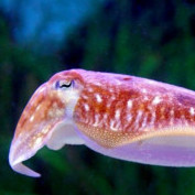 Cuttlefish404