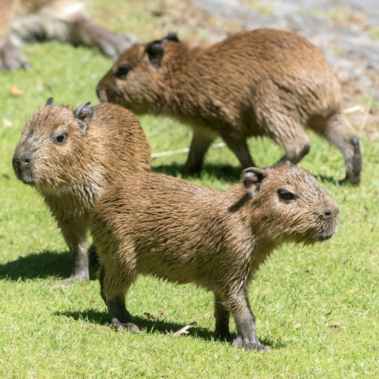 21 ideias de Capivara ❤  capivara, capivaras, fotos de capivara